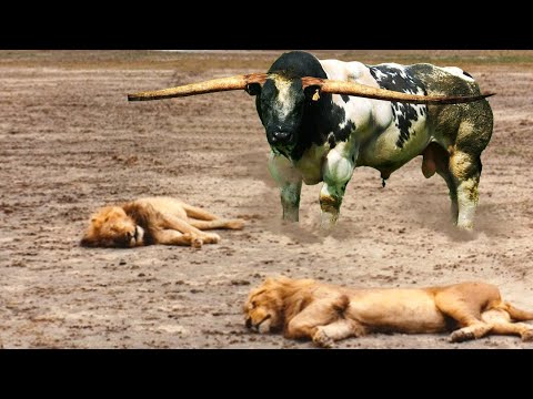 WARNING! King Lion vs Buffalo Bull | Dangerous, brave, aggressive strongest animals