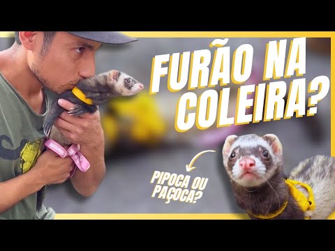 LEVANDO NOSSO FURÃO PARA PASSEAR NA COLEIRA! | A CASA DOS BICHOS