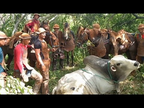 O TOURO SE ARMOU PARA BRIGAR MAIS Ñ BRIGOU E FOI PEGO NO LAÇO SEM REAGIR MUITO,SOLEDADE,PB.