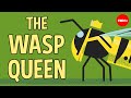 Life Cycle and Challenges of a Wasp Queen