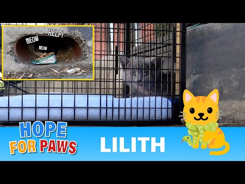 Kitten screams for help all day, and no one could get her out! 😿