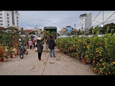 VỠ NỢ VÌ QUẤT TẾT 2025 CHỦ VƯỜN VẪN CHƠI TẤT TAY XUỐNG THÊM XE QUẤT GIÁ RẺ 100K