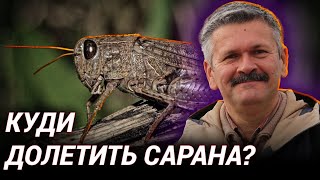НАШЕСТЯ САРАНИ! — звідки вона взялась і як боротись? Експерт Володимр Різун