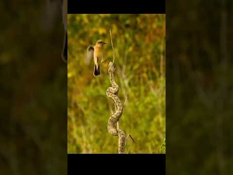 जब शिकार करने आई चिड़िया खुद बन गई शिकार! #python #birds #shorts