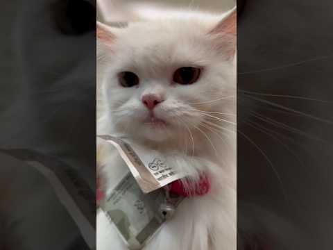 Rani ๐ pe POLICE case โ #ashortaday #tranding #cat #minivlog #viralshort