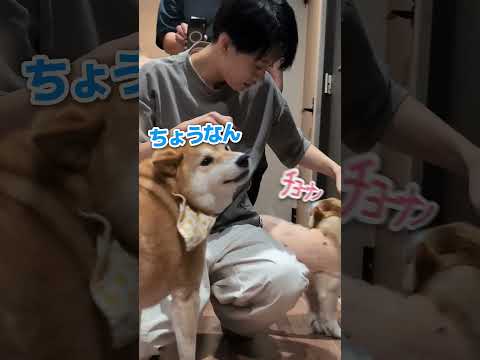 長男一時帰国パニック #柴犬スティーブ
