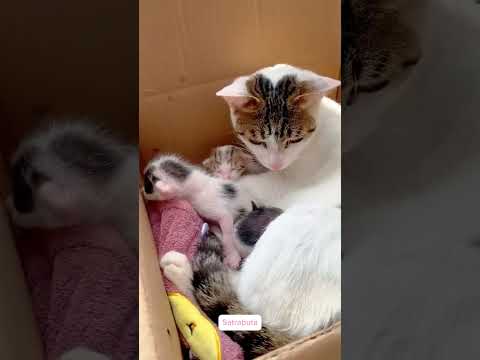 don't touch my babies #cat #funny #funnycats #cattalking #cattalk