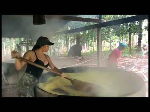 O GANHA PÃO DA NOSSA FAMÍLIA NO INTERIOR DO AMAZONAS/Farinhada de mandioca brava.