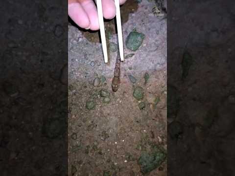Caught a Walking Fish with a Stick. ( Mudskipper ) ๐ ||