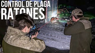 9 minutos de Control de plaga de Ratas Gigantes en Galpón de Trigo 