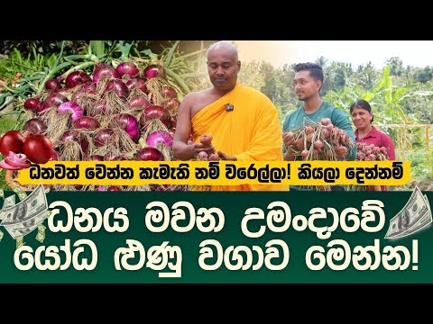 ධනය මවන උමංදාවේ ළූණු වගාව