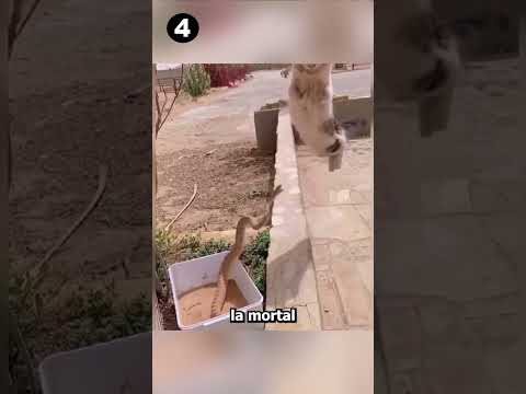 ¿Cuál es el Gato más valiente? 😾