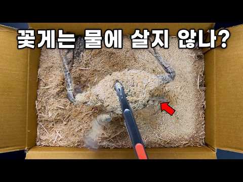 톱밥 속에 넣은 꽃게는 왜 죽지 않을까??  (물이 없는데..?)