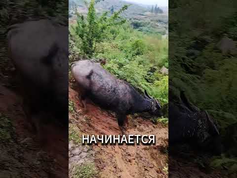 Бык Быкует В Такси