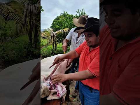 Iván Silva - El Clarín de la Llanura sacando unos Chicharrones de un Capón 🤠 #lavozdeljoropo