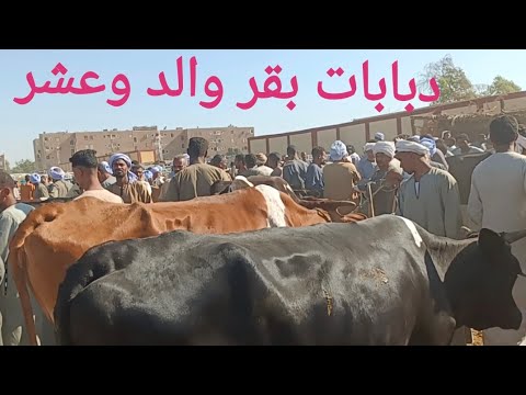 أجمل أسعار حتشوفها للبقر الوالد والعشر بسوق اسنا ١٦/ ٦/ ٢٠٢٥م