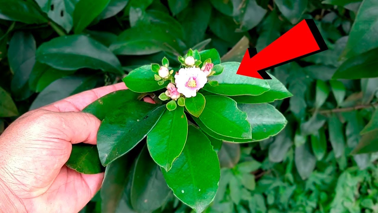 This Plant can replace Meat and has many Health Benefits
