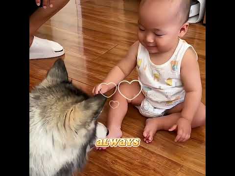 🚨 Why did this dog bark loudly at exactly 4 a.m. every single day?#pets #lovely #shorts#dogs