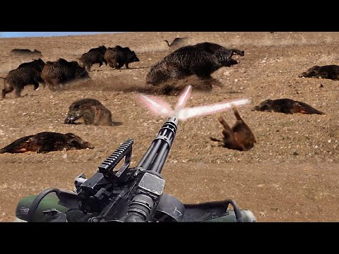 AMERICAN FARMERS ARE AT WAR WITH Giant Wild Boars!