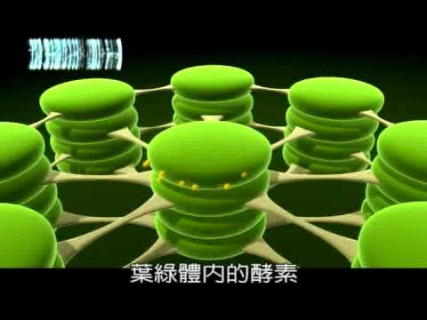 24. 植物固碳怎麼固？！ - YouTube(1分鐘)