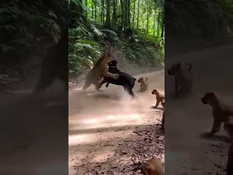 Jaguar vs. Cane Corso: An Unbelievable Jungle Encounter! ๐๐