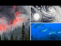 Impact of Climate Change on Oceans