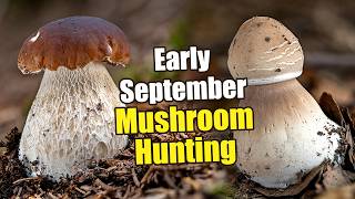 Mushroom Hunting At The Beginning Of September 2026