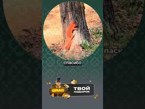 Белка понимает язык 👀 #белка #животные #видеоприколы #смешныевидео #юмор