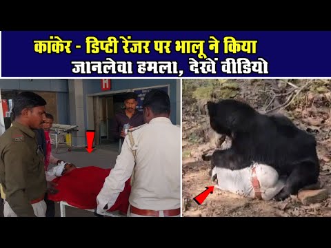 कांकेर - डिप्टी रेंजर पर भालू ने किया जानलेवा हमला, देखें वीडियोChhattisgarh Xpress News