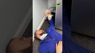 Viral vet works with a tiny aggressive patient! #amazinganimals #animals #dogs