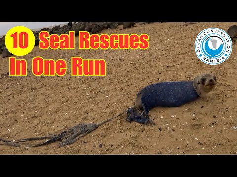 10 Seal Rescues In One Run