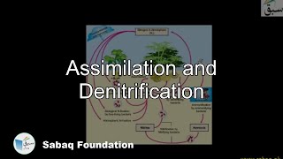 Assimilation and Denitrification