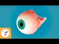 Understanding the Parts of the Eye
