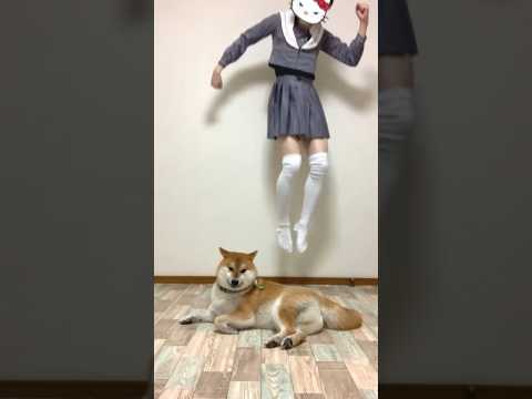 飼い主育成計画に失敗した柴犬こまちゃん。#shorts