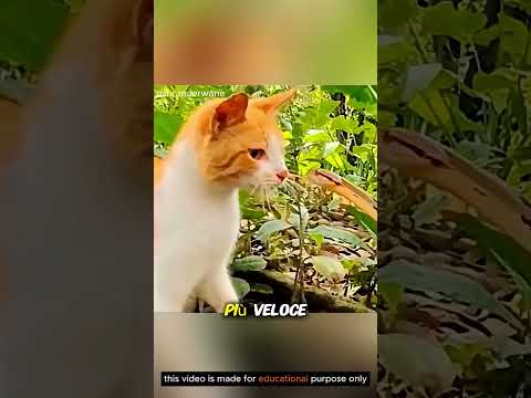 Ma sai che il gatto è più veloce del serpente? 🐍🐱