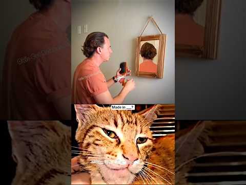 China invented Both side mirror 😆 #cat #meme #dance #trending