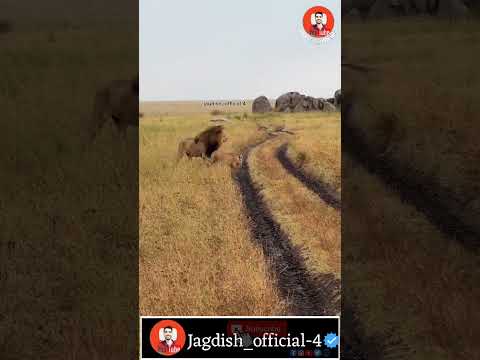 તરબૂશ ખાવા ભારે પડી ગયા #ગુજરાતી_કોમેડી #comedy #funny #animal_comedy