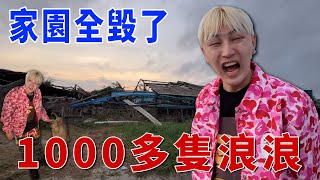 家園全毀了 1000多隻浪浪