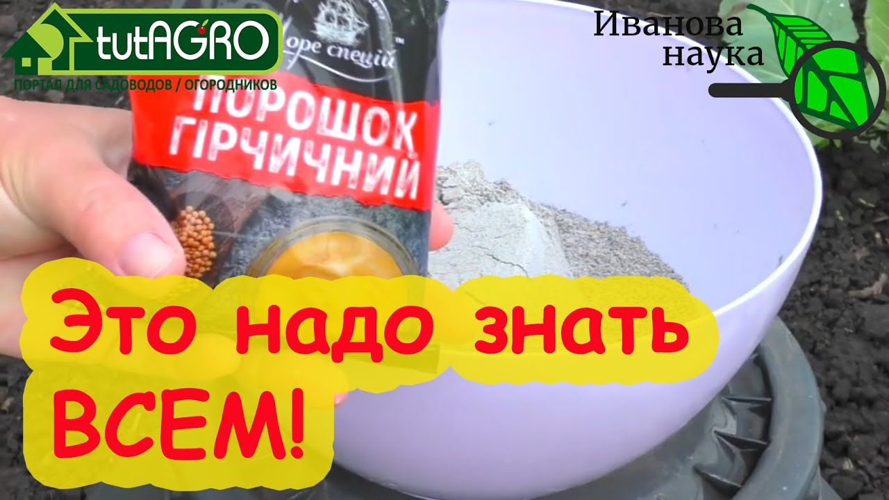 Избавиться от тли и блошки натурально и бесплатно. Мифы и реальность про забудьте о тле навсегда.