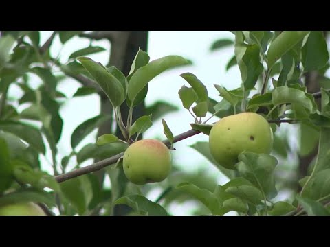 YouTube video thumbnail: Hail From Storms Adding to Challenge for North Carolina Apple Growers This Season