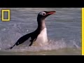 Wildlife Dynamics in the Falkland Islands