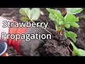 Strawberry Plant Care and Propagation