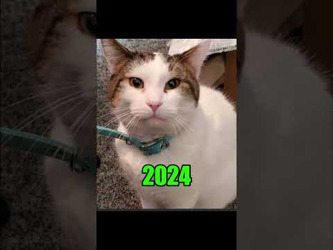 Famous Cat & Dog Memes (Then Vs Now) [Updated Version] #dogs #cats #memes #famousmemes