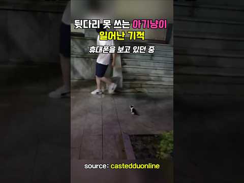 뒷다리 못 쓰는 아기고양이에게 일어난 기적  #고양이 #아기고양이 #아기냥이 #cat #pets