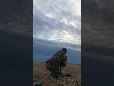 Атаковал дурной гусь. Или как на нас налетел….