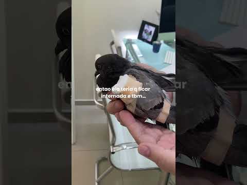 pq minha pomba só tem UMA ASA????