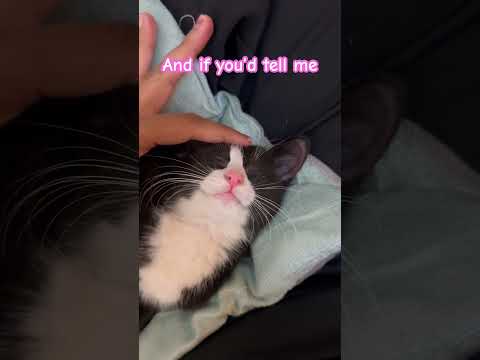 Finally rescued this kitten from street 🥰 #cute #funny #pets #cat #catwalktour #kittencuddles