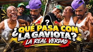  QUE PASÓ CON LA GAVIOTA, LA REAL VERDAD, VUELVE SI O NO.??? Lasocurrenciasdemistios 