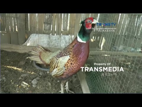 Download Video Uniknya Ayam Hias Tibet Download Video Uniknya Ayam Hias Tibet