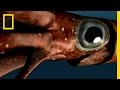 Marine Reptiles and Ancient Squid